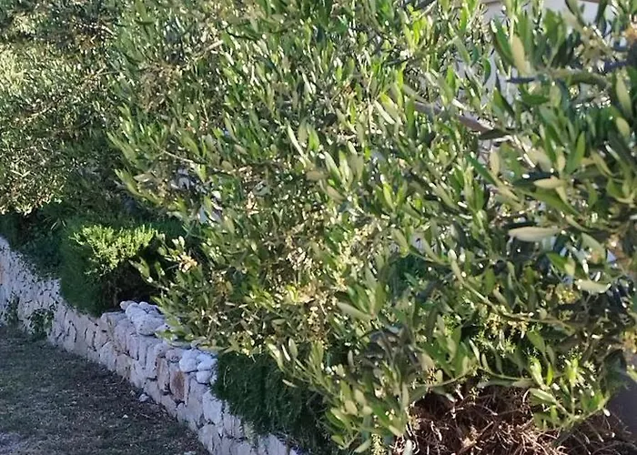 Natasha * מאקרסקה